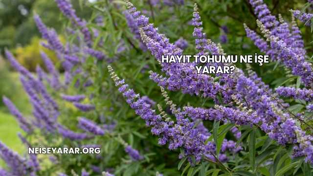 Hayıt Tohumu Ne İşe Yarar?
