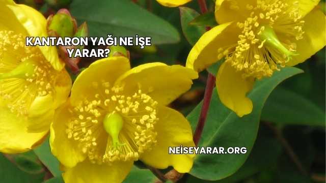 Kantaron Yağı Ne İşe Yarar?
