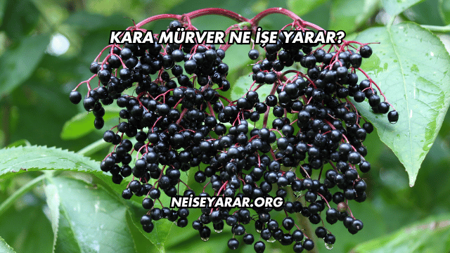 Kara Mürver Ne İşe Yarar?