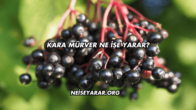 Kara Mürver Ne İşe Yarar?