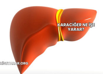 Karaciğer Ne İşe Yarar?