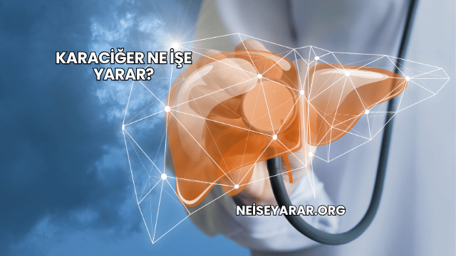 Karaciğer Ne İşe Yarar?