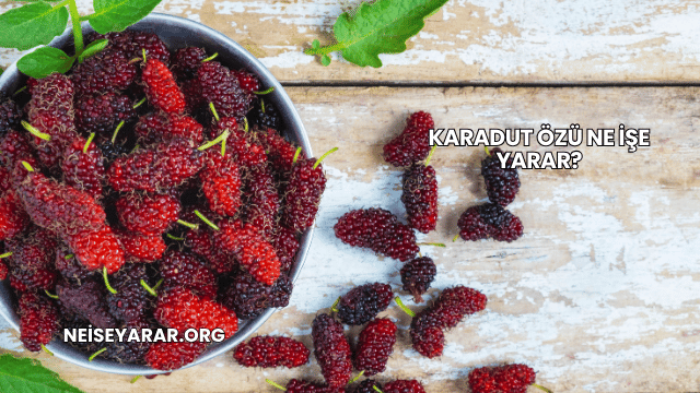 Karadut Özü Ne İşe Yarar?