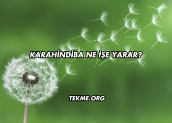Karahindiba Ne İşe Yarar?