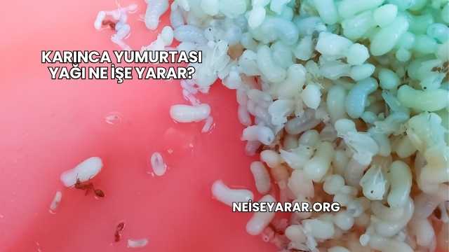 Karınca Yumurtası Yağı Ne İşe Yarar?