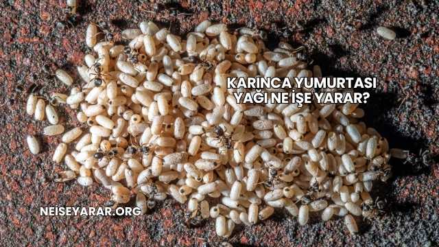 Karınca Yumurtası Yağı Ne İşe Yarar?