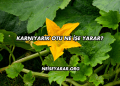 Karnıyarık Otu Ne İşe Yarar?
