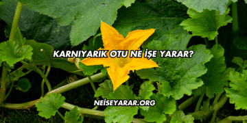 Karnıyarık Otu Ne İşe Yarar?