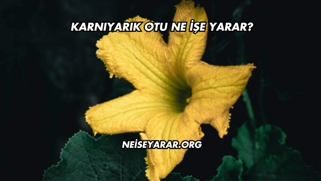 Karnıyarık Otu Ne İşe Yarar?