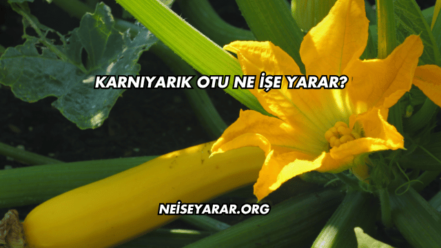 Karnıyarık Otu Ne İşe Yarar?