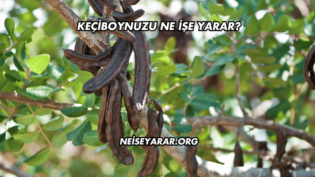 Keçiboynuzu Ne İşe Yarar?