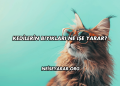 Kedilerin Bıyıkları Ne İşe Yarar?