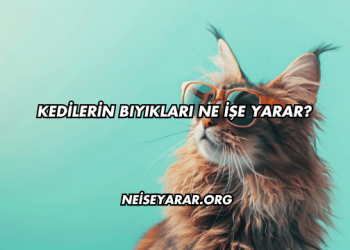 Kedilerin Bıyıkları Ne İşe Yarar?