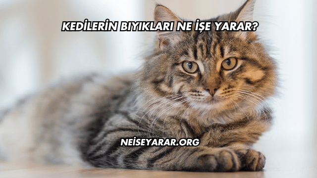 Kedilerin Bıyıkları Ne İşe Yarar?