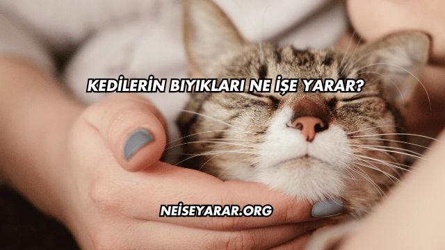 Kedilerin Bıyıkları Ne İşe Yarar?
