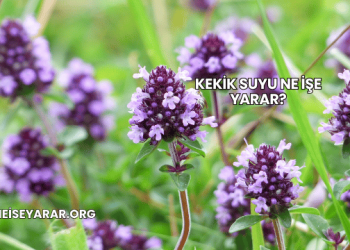 Kekik Suyu Ne İşe Yarar?