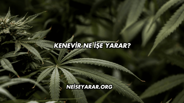 Kenevir Ne İşe Yarar?