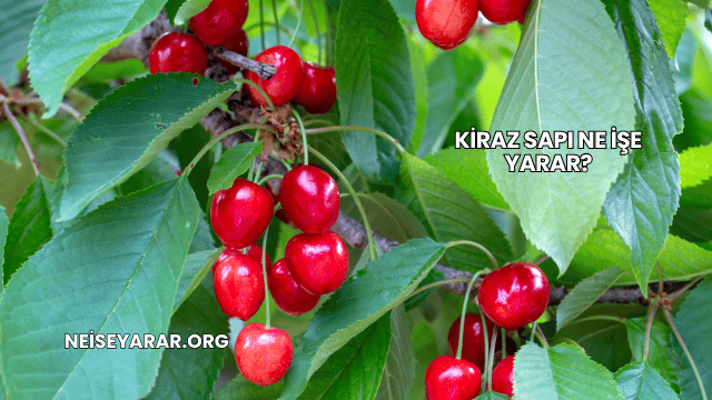 Kiraz Sapı Ne İşe Yarar?