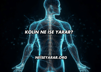 Kolin Ne İşe Yarar?