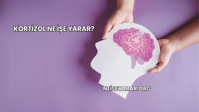 Kortizol Ne İşe Yarar?