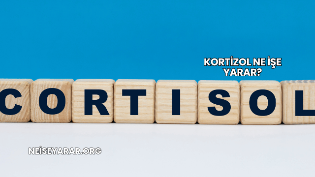 Kortizol Ne İşe Yarar?