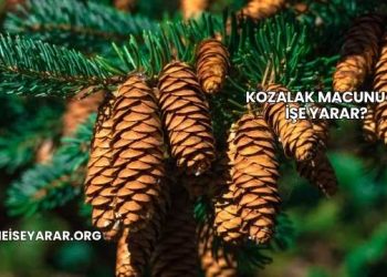 Kozalak Macunu Ne İşe Yarar?