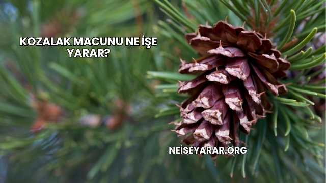 Kozalak Macunu Ne İşe Yarar?