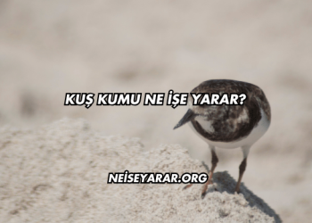 Kuş Kumu Ne İşe Yarar?