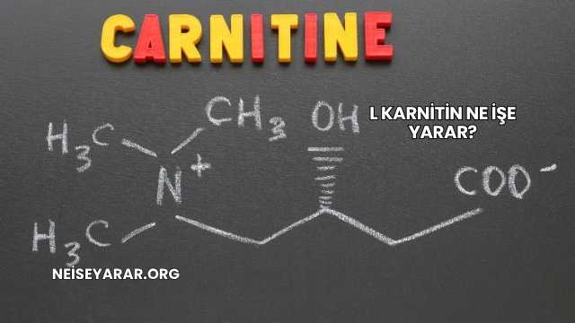L Karnitin Ne İşe Yarar?