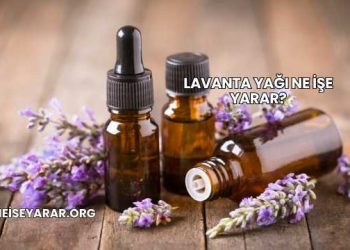 Lavanta Yağı Ne İşe Yarar?