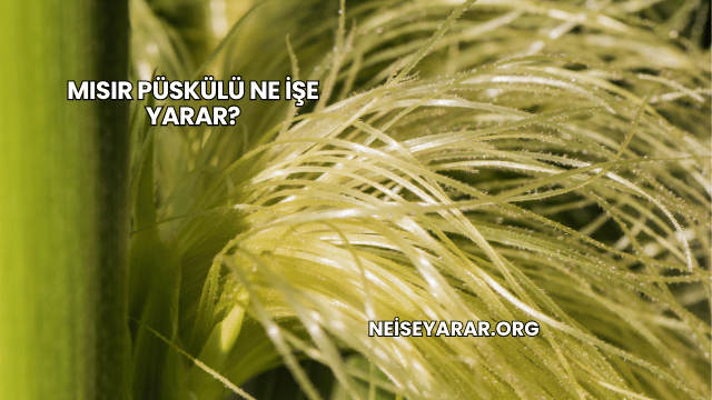 Mısır Püskülü Ne İşe Yarar?