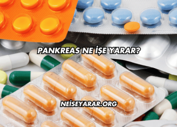Pankreas Ne İşe Yarar?