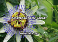 Passiflora Ne İşe Yarar?