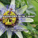 Passiflora Ne İşe Yarar?