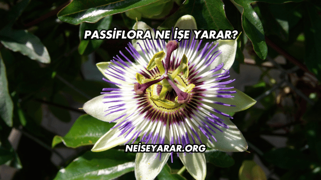 Passiflora Ne İşe Yarar?