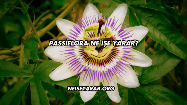 Passiflora Ne İşe Yarar?