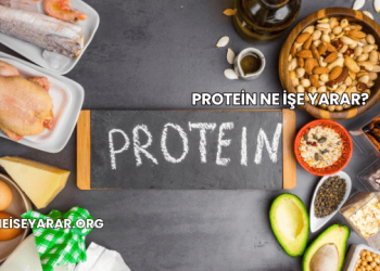 Protein Ne İşe Yarar?