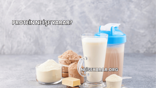 Protein Ne İşe Yarar?