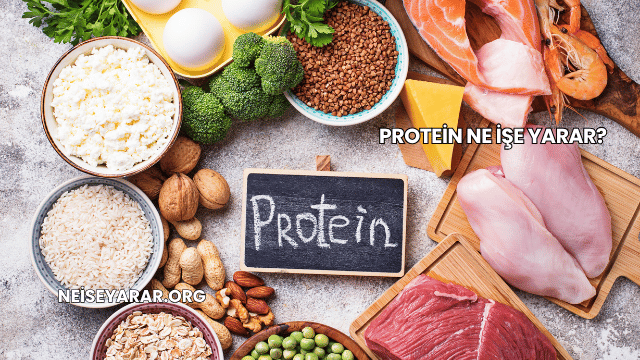 Protein Ne İşe Yarar?