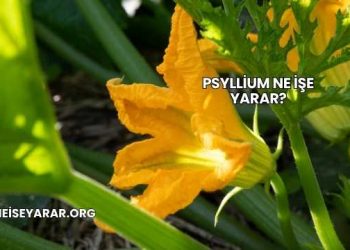 Psyllium Ne İşe Yarar?