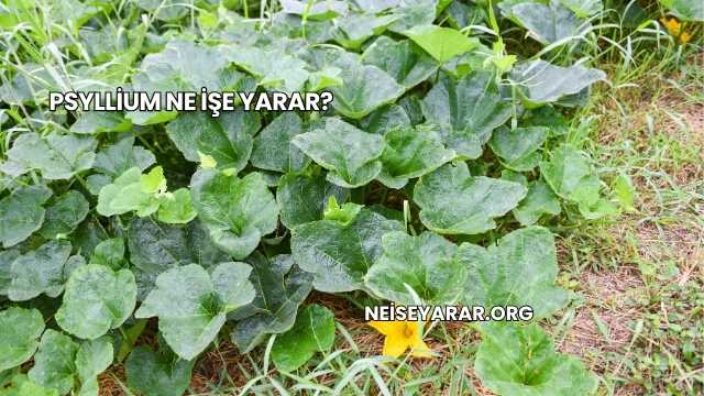 Psyllium Ne İşe Yarar?