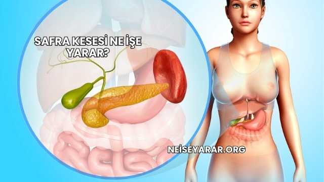 Safra Kesesi Ne İşe Yarar?