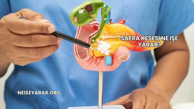 Safra Kesesi Ne İşe Yarar?