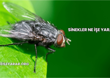 Sinekler Ne İşe Yarar?