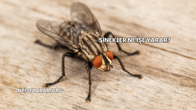 Sinekler Ne İşe Yarar?