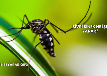 Sivri Sinek Ne İşe Yarar?