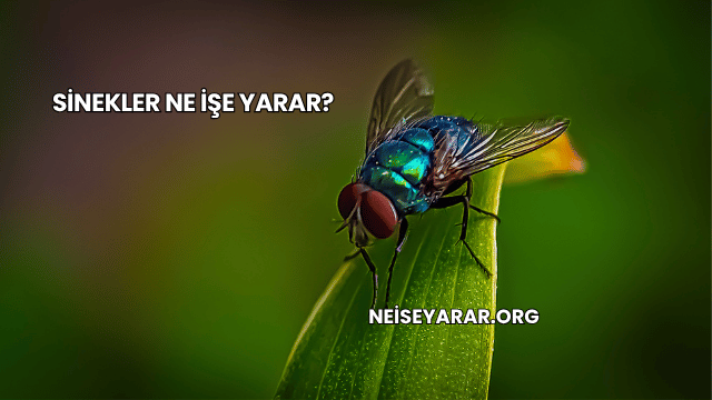 Sinekler Ne İşe Yarar?