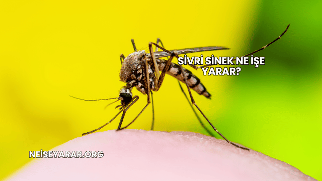 Sivri Sinek Ne İşe Yarar?