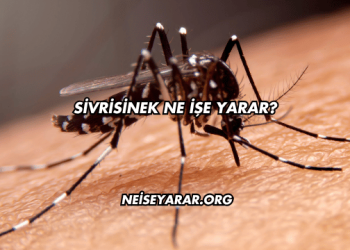 Sivrisinek Ne İşe Yarar?