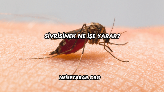 Sivrisinek Ne İşe Yarar?